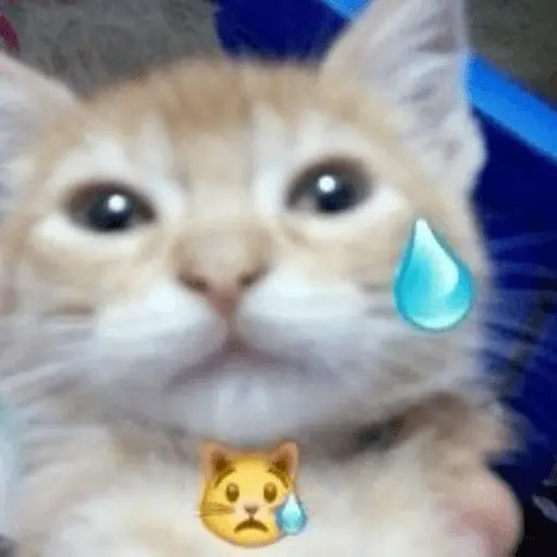 Memes de gatos 🐱😂