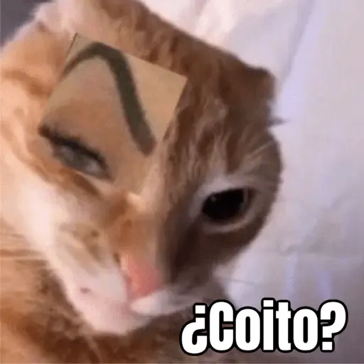 Memes de gatos 🐱😂