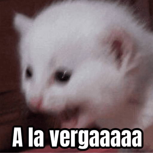 Memes de gatos 🐱😂 preview
