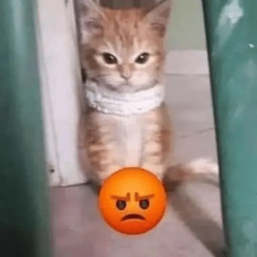 Memes de gatos 🐱😂