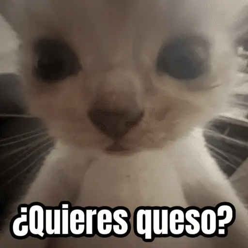 Memes de gatos 🐱😂