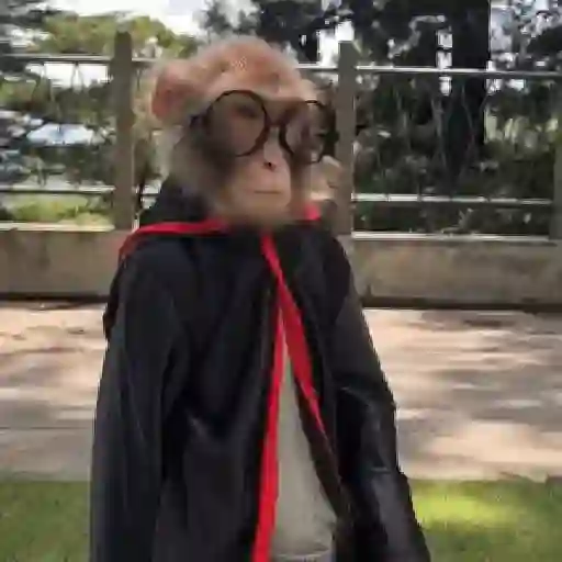 Monos 3️⃣🐒 changos🙈