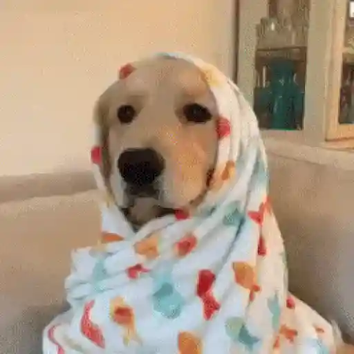 Frio