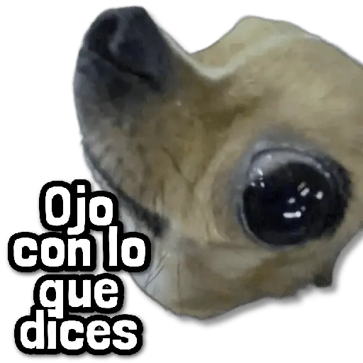 🎯 Stickers sin Filtro #➊⓿ 🎯