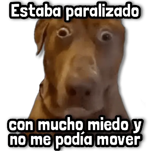 🎯 Stickers sin Filtro #➊⓿ 🎯