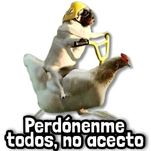 🎯 Stickers sin Filtro #➊⓿ 🎯