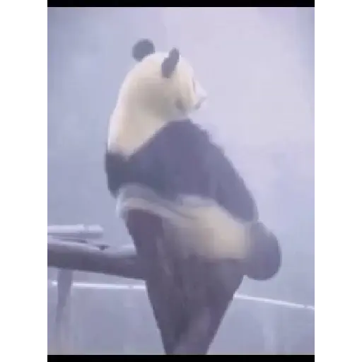 H.li meme 1
