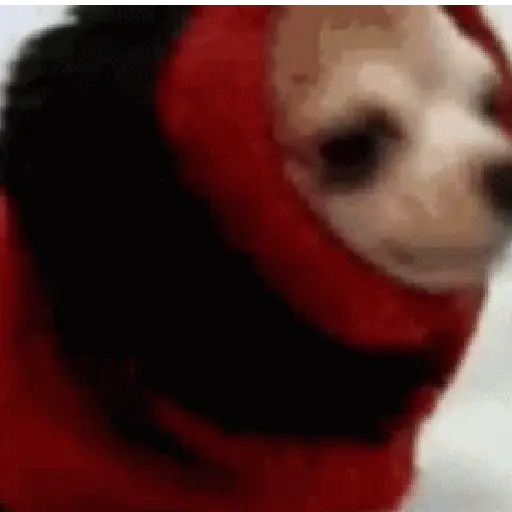 Hace frío 😎