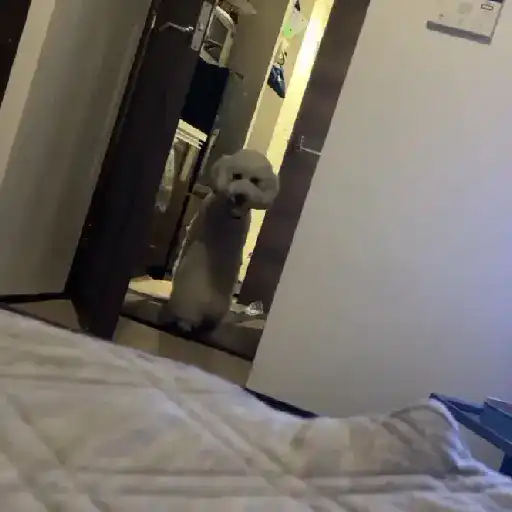 🔥TIKTOK RAMDON 2.2📲