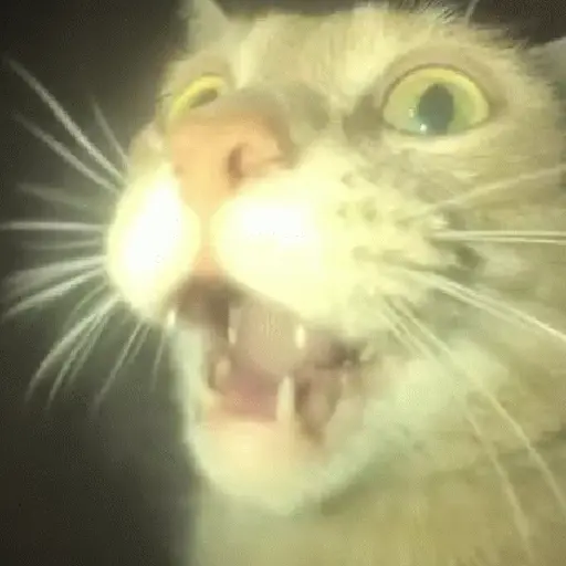🎵 TIKTOKeando 38🎵