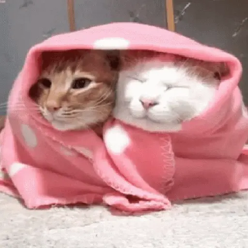 frio/inverno 