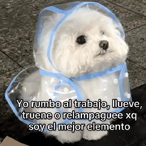 Frío ✨🥶MEMES 2