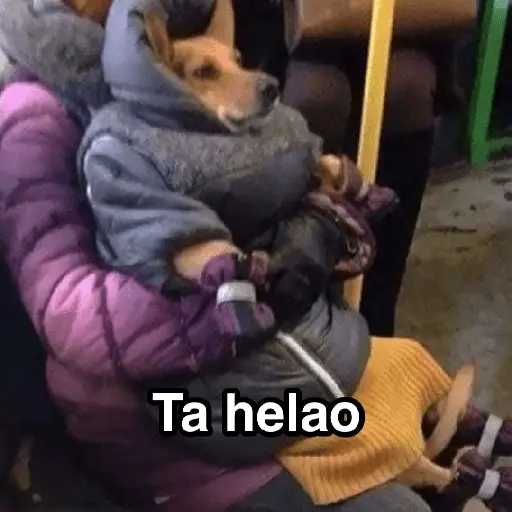 Frío ✨🥶MEMES 2