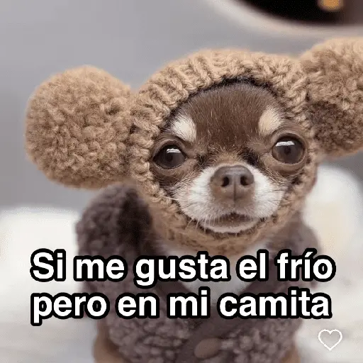 Frío ✨🥶MEMES 2