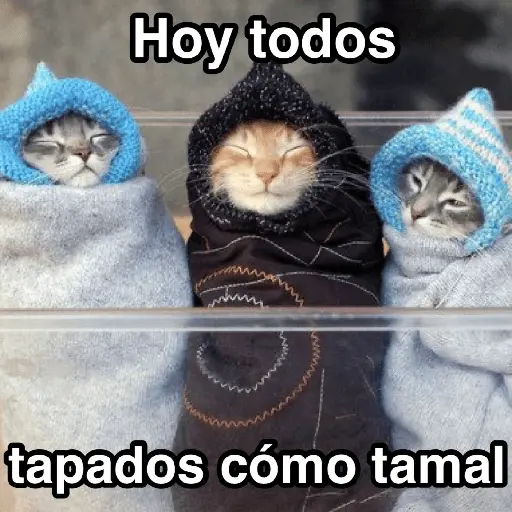 Frío ✨🥶MEMES 2