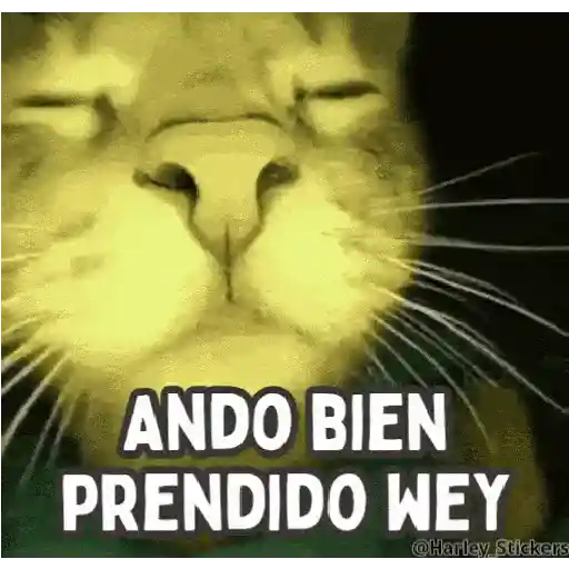 🪩😎 Animados pal CHAT 😎🪩