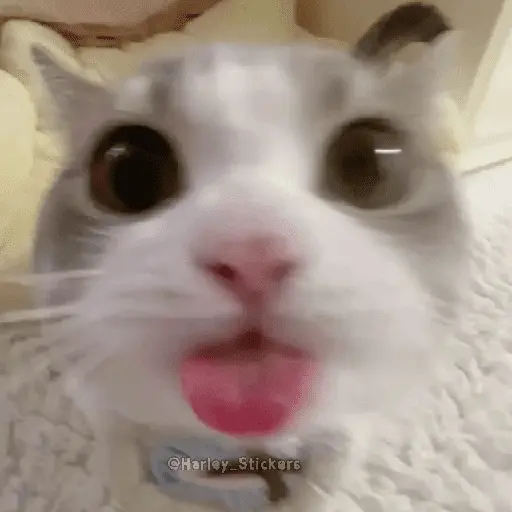 🌈🐈 Gatos MOOD 🥭🎡🏖️