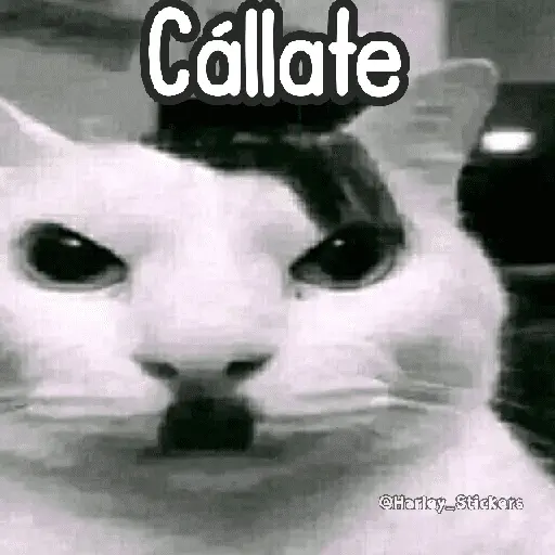 🌈🐈 Gatos MOOD 🥭🎡🏖️