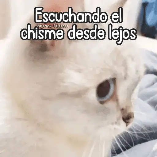 🌈🐈 Gatos MOOD 🥭🎡🏖️