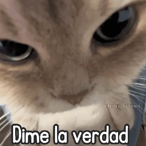 🌈🐈 Gatos MOOD 🥭🎡🏖️
