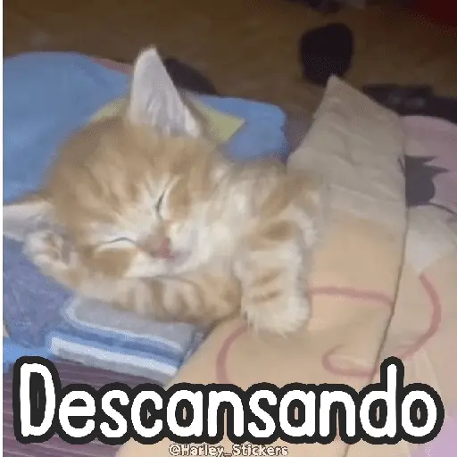 🌈🐈 Gatos MOOD 🥭🎡🏖️