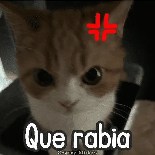 🌈🐈 Gatos MOOD 🥭🎡🏖️