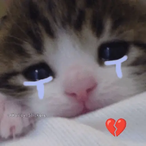 🌈🐈 Gatos MOOD 🥭🎡🏖️