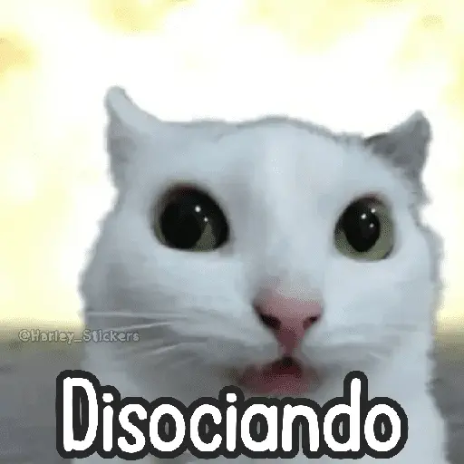 🌈🐈 Gatos MOOD 🥭🎡🏖️