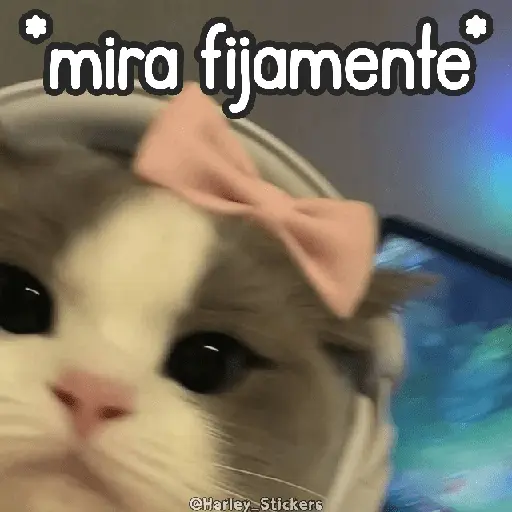 🌈🐈 Gatos MOOD 🥭🎡🏖️