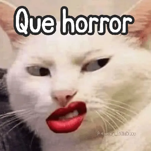 🌈🐈 Gatos MOOD 🥭🎡🏖️