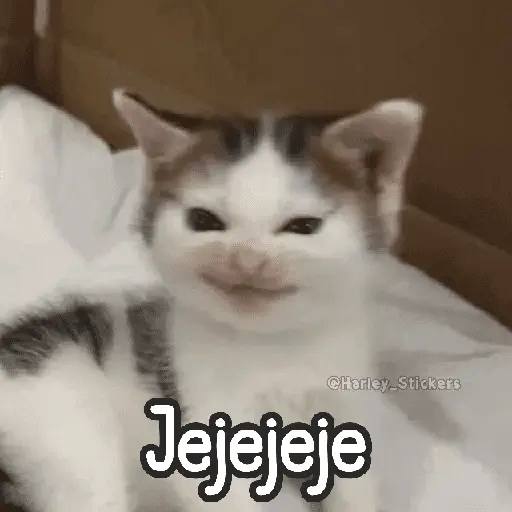 🌈🐈 Gatos MOOD 🥭🎡🏖️