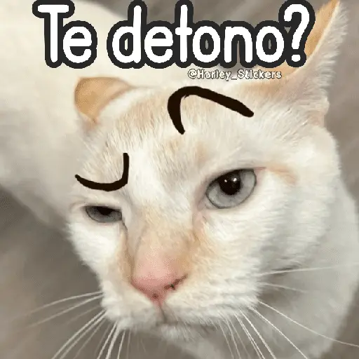 🌈🐈 Gatos MOOD 🥭🎡🏖️