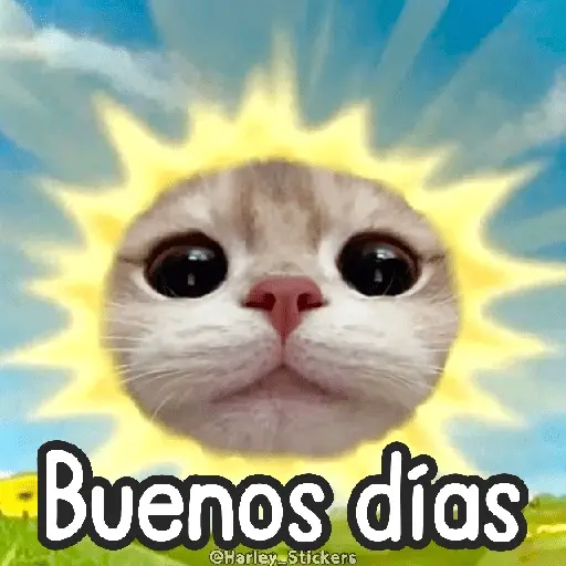 🌈🐈 Gatos MOOD 🥭🎡🏖️