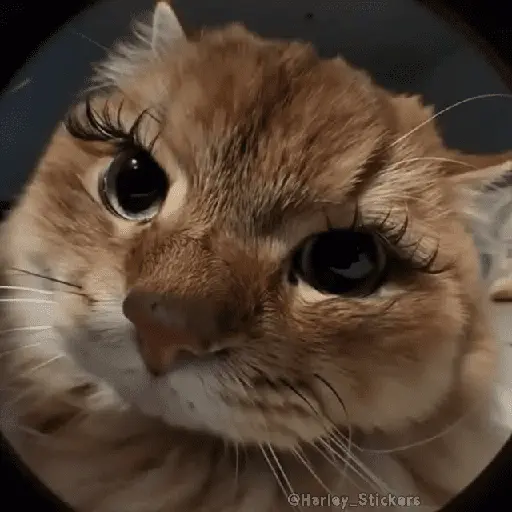 🌈🐈 Gatos MOOD 🥭🎡🏖️