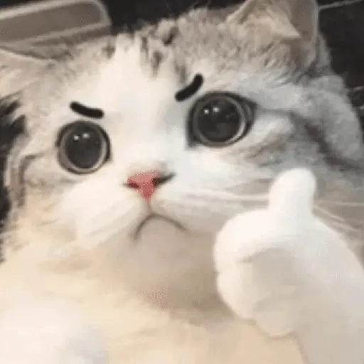 😎😎 Gatos REACCION 😎😎
