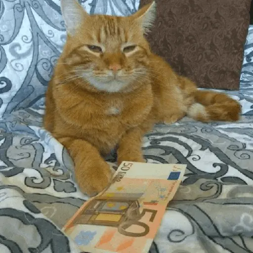 😎😎 Gatos REACCION 😎😎