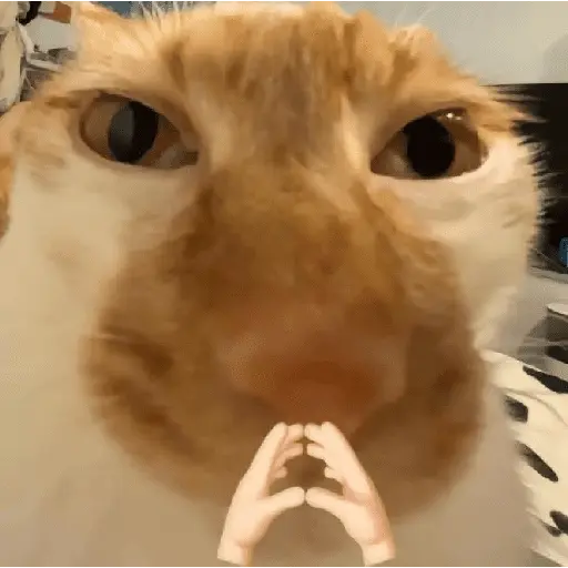 Gatitos Memes😺✨💕11