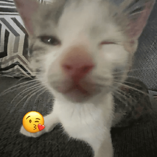 Gatitos Memes😺✨💕11 preview
