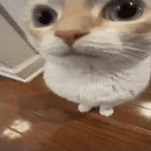 Gatitos Memes😺✨💕11