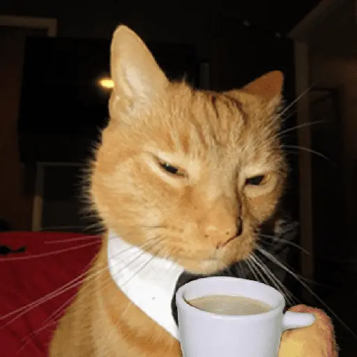 Gatitos Memes😺✨💕11