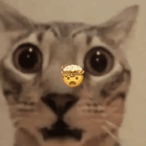 Gatitos Memes😺✨💕11