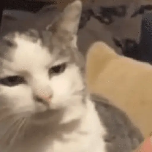 Gatitos Memes😺✨💕11
