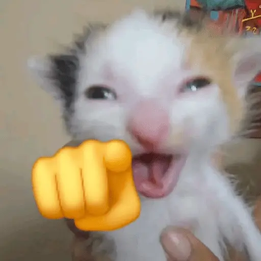 Gatitos Memes😺✨💕11