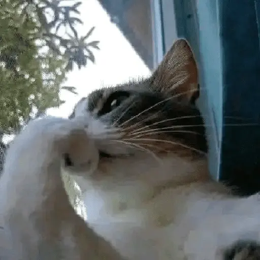 Gatitos Memes😺✨💕11