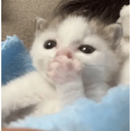 Gatitos Memes😺✨💕11