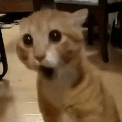 Gatitos Memes😺✨💕11
