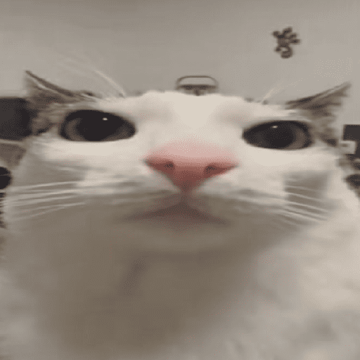 Gatitos Memes😺✨💕11 preview
