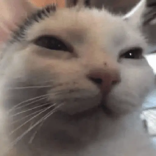 Gatitos Memes😺✨💕11