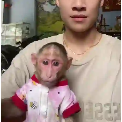 ❀ᮬ🤎⣧ ᩡᩡ Monos !©️Pochis 