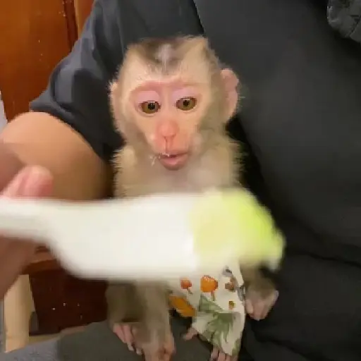 ❀ᮬ🤎⣧ ᩡᩡ Monos !©️Pochis 